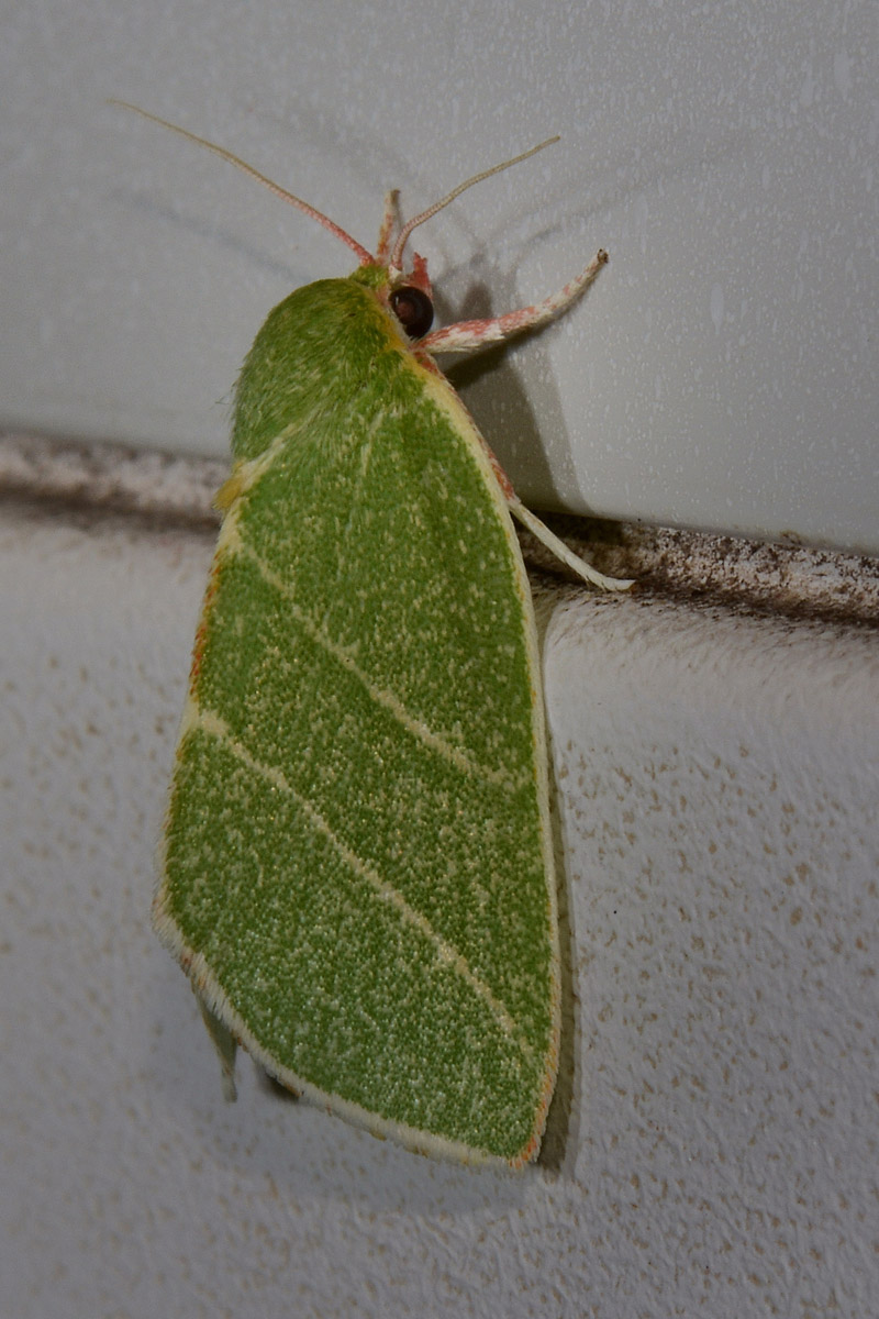 Nolidae - Bena bicolorana? S